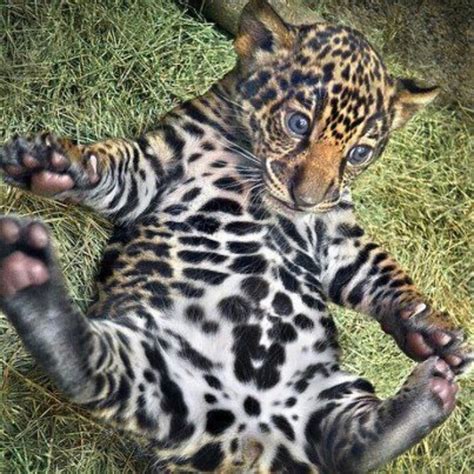 Baby Jaguar Cute And Funny Pinterest