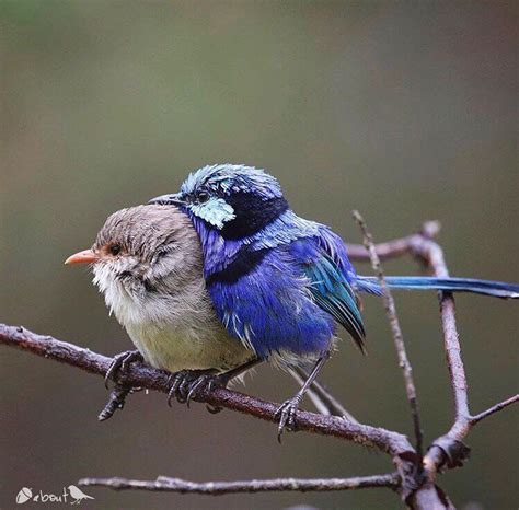 Nuts About Birds Photos On Instagram “ 💕splendid Fairy Wrens W
