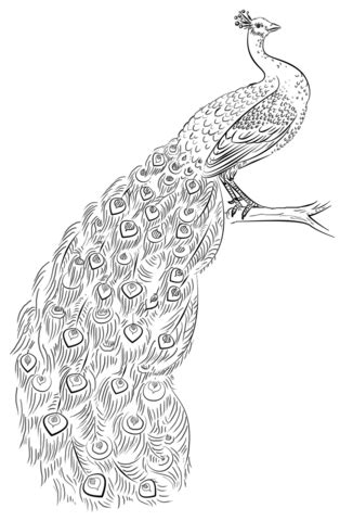 If you are crazy about coloring sheets, you will love this peacock coloring page! Peacock coloring page | Free Printable Coloring Pages
