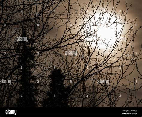 Full Moon Through Tree Branches Cloudy Sky At Night Stock Photo Alamy