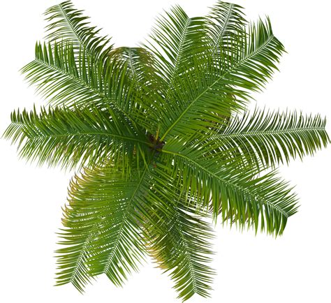 Palm Top View Png