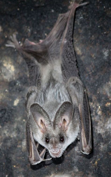 15 of the cutest bat species