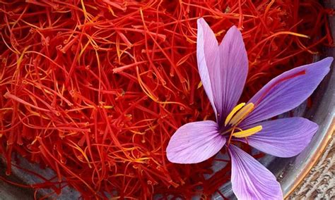 Saffron Flower Cultivation In India Best Flower Site