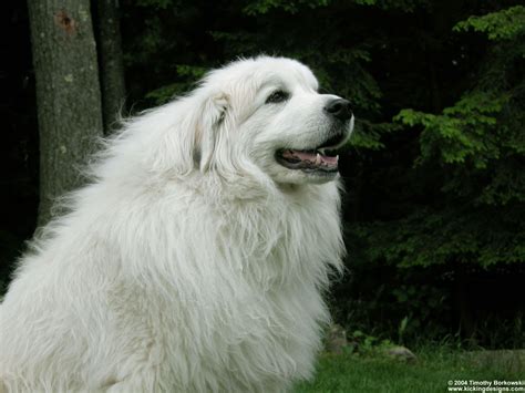 Great Pyrenees Giant Fluffy And I Think Cuddly Great Pyrenees