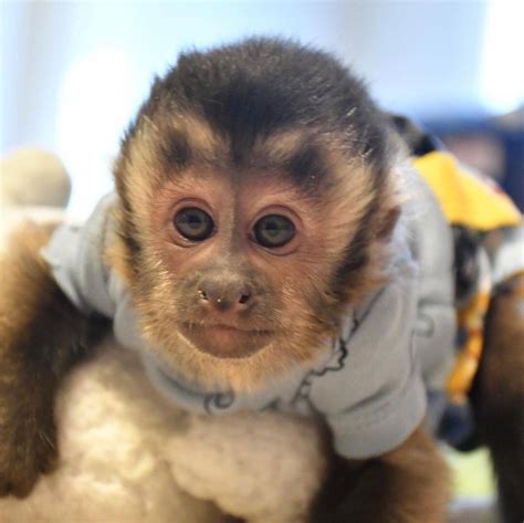 Adorable Baby Capuchin Monkeys For Adoption Buyforfarm Free Local