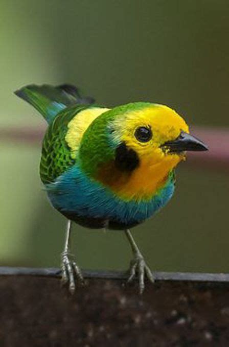 Greenyellowredblue Headed Tanager Beautiful Birds Most Beautiful