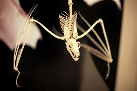 Bat Skeleton Photo By Bre Pettis This Pho Flickr