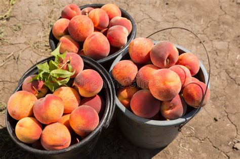 On The Ground There Are Three Plastic Buckets Full Of Ripe Peaches