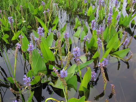 Typha Latifolia Variegata Variegated Bulrush Or Variegated Reedmace Marginal Pond Plants