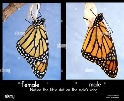 Male And Female Monarch Butterflies Hi Res Stock Photography And Images