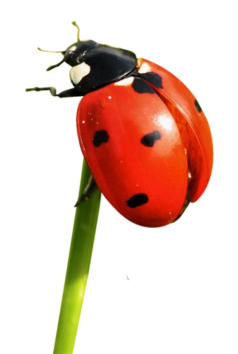 Collection Of Png Ladybird Pluspng