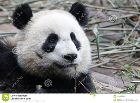 Close Up Giant Panda S Cub Chengdu China Stock Image Image Of Face
