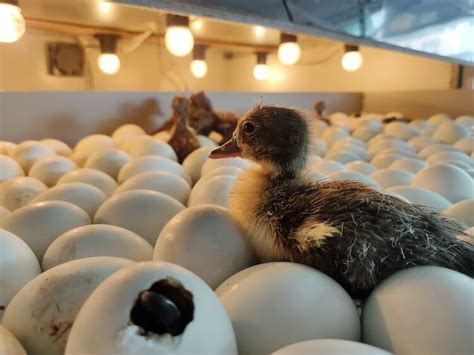 Eclosión De Huevos De Pato Guía Completa De Incubación De 28 Días