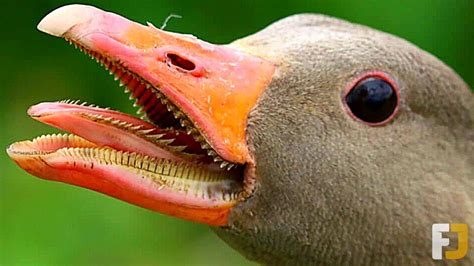 14 Animal Mouths That Will Creep You Out Youtube