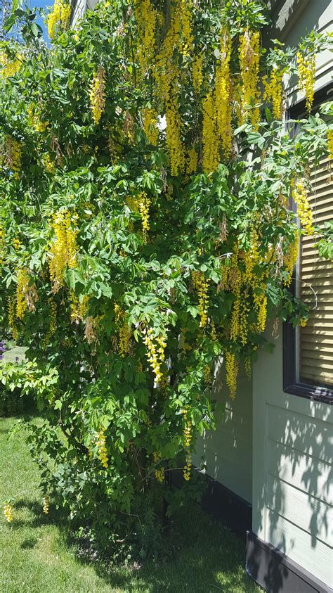 It's flowers are yellow and cup shaped, and shown themselves in from late march to early may. Plant ID forum: Yellow flowering shrub -- what is it ...