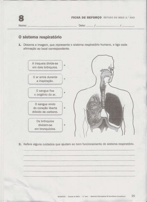 Ficha Sistema Respiratorio Sistema Respiratorio Pulmon Images