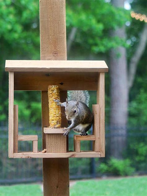 13 Diy Squirrel Feeder Ideas For Your Yard Squirrel Feeder Squirrel