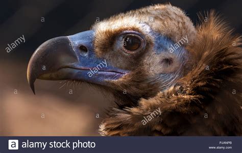Vulture Face Portrait Hi Res Stock Photography And Images Alamy