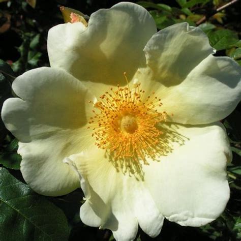 Aloha Climbing Rose Trevor White Roses