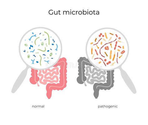 Ilustración Vectorial De La Microbiota Humana Ilustración Del Vector