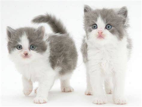 Twins Crazy Cats Kittens Cutest Grey And White Kitten