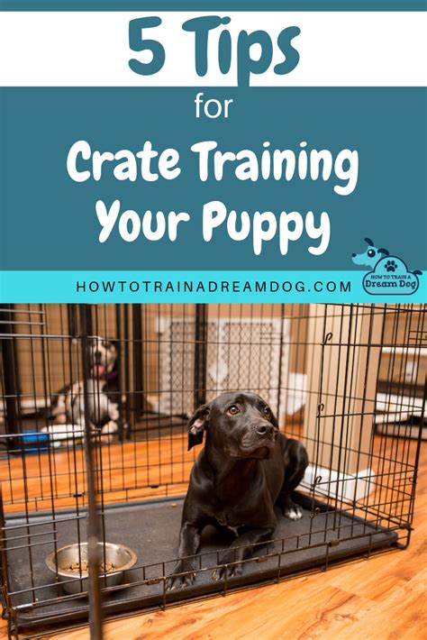 Top 5 Pro Tips For Puppy Crate Training Success Crate Training Puppy
