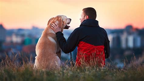 Según un estudio la gente siente más empatía por los perros que por los humanos Perfil Formosa