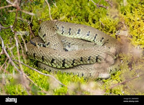 Barred Grass Snake Uk Hi Res Stock Photography And Images Alamy