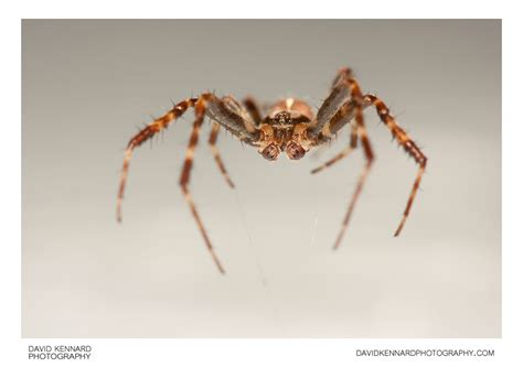 European Garden Spider Araneus Diadematus Male Iv · David Kennard