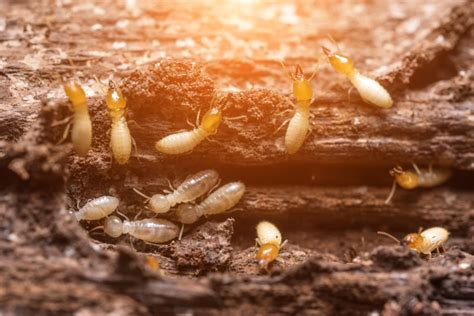 Termite Infestations In Your Home How To Find Treat And Prevent Them