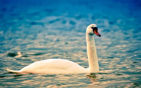 4k Swans Wallpapers High Quality Download Free