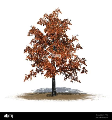 Shingle Oak Tree In Autumn On Sand Area Isolated On White Background