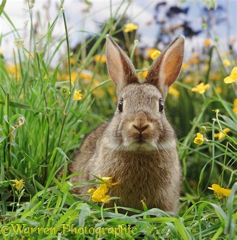 Rabbit And Buttercups Photo Wp37551