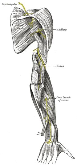 Radial nerve - Wikipedia
