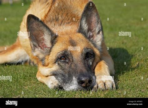 Head Between Paws Hi Res Stock Photography And Images Alamy