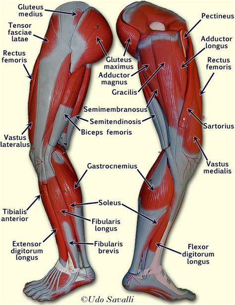 BIO Leg Muscles Leg Muscles Anatomy Medical Anatomy Muscle Anatomy