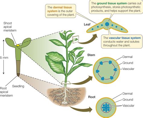 Plant Anatomy Ground Tissue Ideas Of Europedias