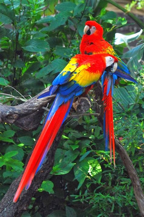 5 Most Beautiful Birds On Earth Amazon Rainforest Animals Rainforest