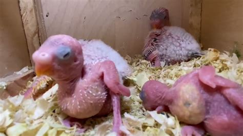 Wow Newborn Budgie Babies Have Color Already Youtube