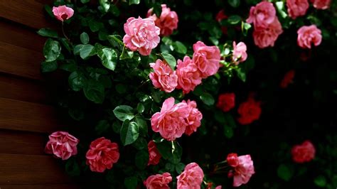 Rose Flower Wallpaper Hd ·① Wallpapertag