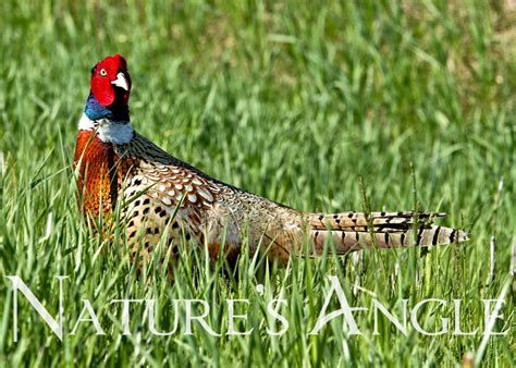 Ring Necked Pheasant 0301 Ring Necked Pheasant Pheasant Game Birds