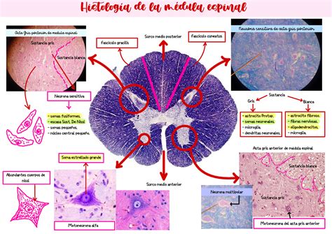 Pdf Histologia Medula Espinal Y Fibras Nerviosas Dokumen Tips Sexiz Pix