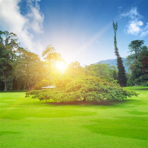 Summer Park With Green Lawns Stock Photo Image Of Color Landscaping