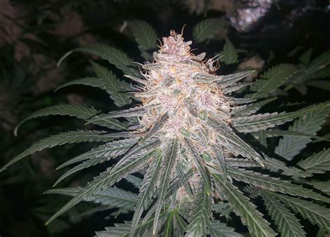 Lacing a smokable drug with lsd is impossible and a bullshit urban legend! Purple Haze #1 grow journal week13 by Michigander ...