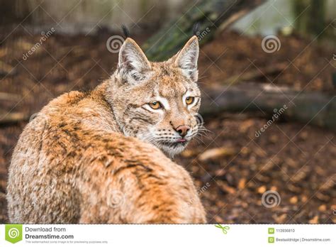Check spelling or type a new query. Lynx, A A Short Tail Wild Cat With Characteristic Tufts ...