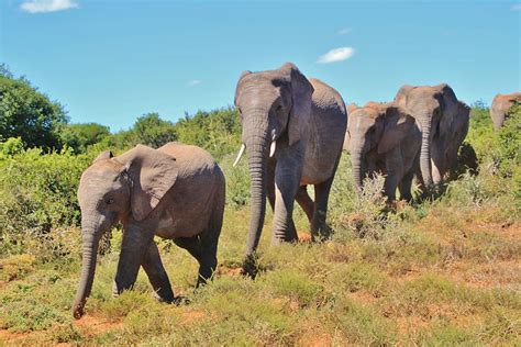 Foto De La Vida Silvestre Cuatro Elefantes Elefante Africano De