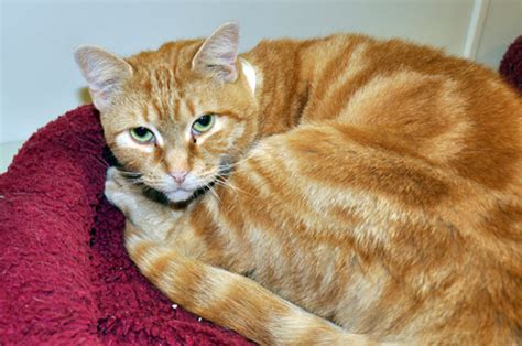 45 American Shorthair Cat Orange And White Furry Kittens
