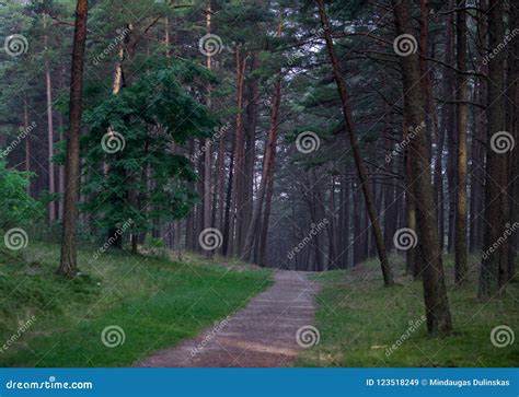 Pine Forest In Lithuania With Path And Grass Stock Image Image Of