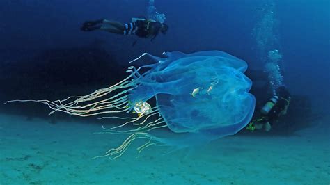 How To Treat Jellyfish And Coral Stings · Local Dive Thailand