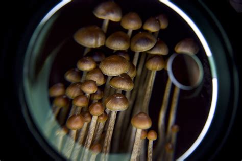 A New Study From Nyu Shows Magic Mushrooms Can Help Treat Alcoholism